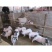 巴马香猪猪崽支持全国发货包活到家仔猪