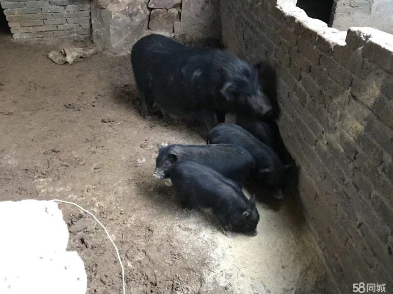 猪仔野猪崽全国发货包活到家藏香猪崽仔猪
