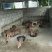 猪仔野猪崽全国发货包活到家藏香猪崽仔猪