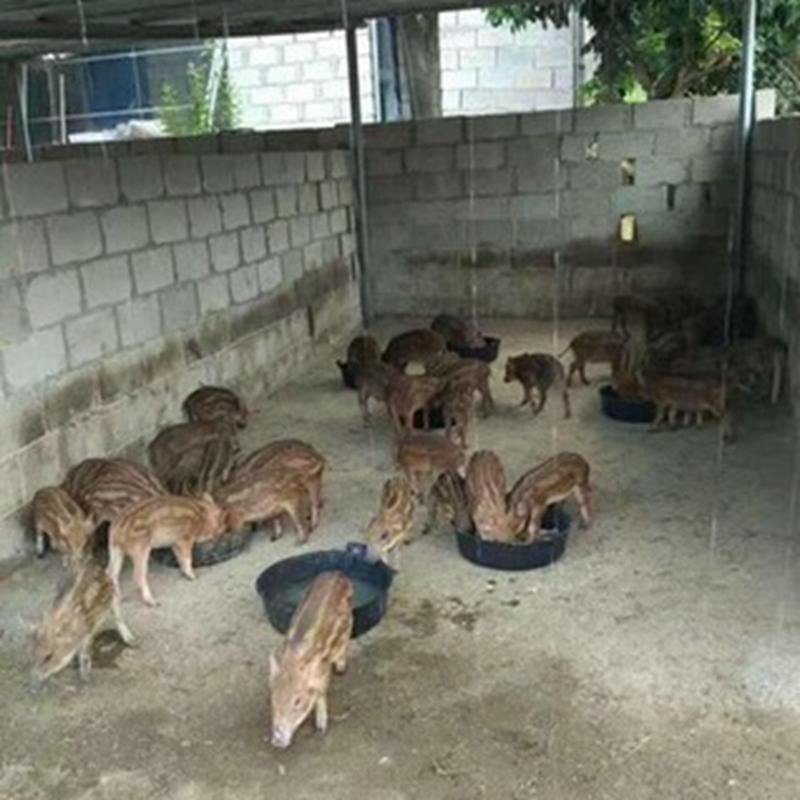 猪仔野猪崽全国发货包活到家藏香猪崽仔猪
