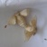 雄蚕蛾，常年批发各种规格雄蚕蛾，中药材，量大从优