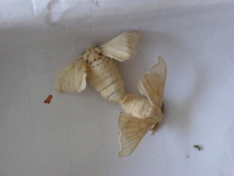 雄蚕蛾，常年批发各种规格雄蚕蛾，中药材，量大从优