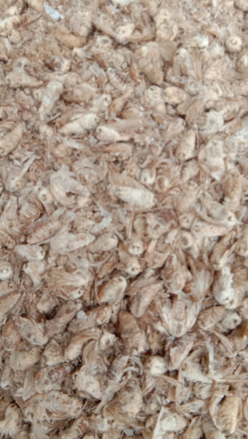 雄蚕蛾，常年批发各种规格雄蚕蛾，中药材，量大从优