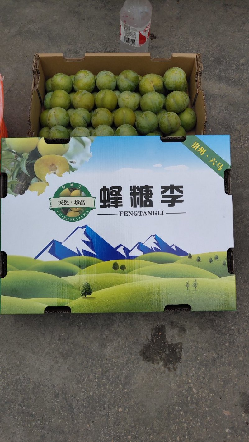 贵州镇宁六马正宗蜂糖李子苗一代嫁接苗原生苗