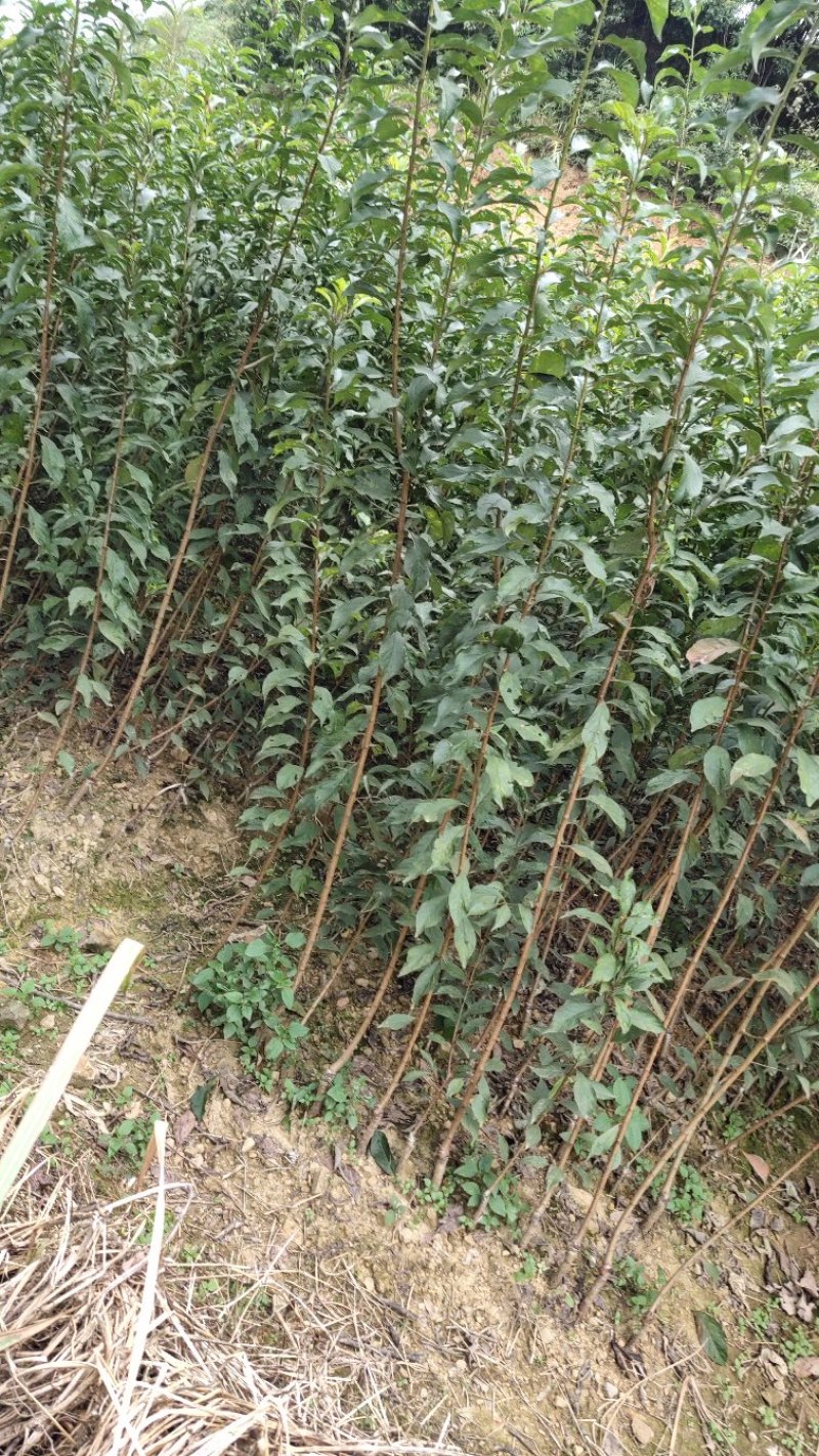 贵州镇宁六马正宗蜂糖李子苗一代嫁接苗原生苗