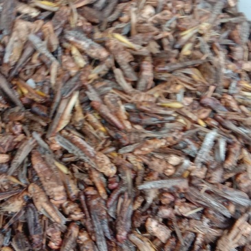 蚂蚱，常年批发供应药食同源蚂蚱中药材，量大从优包邮