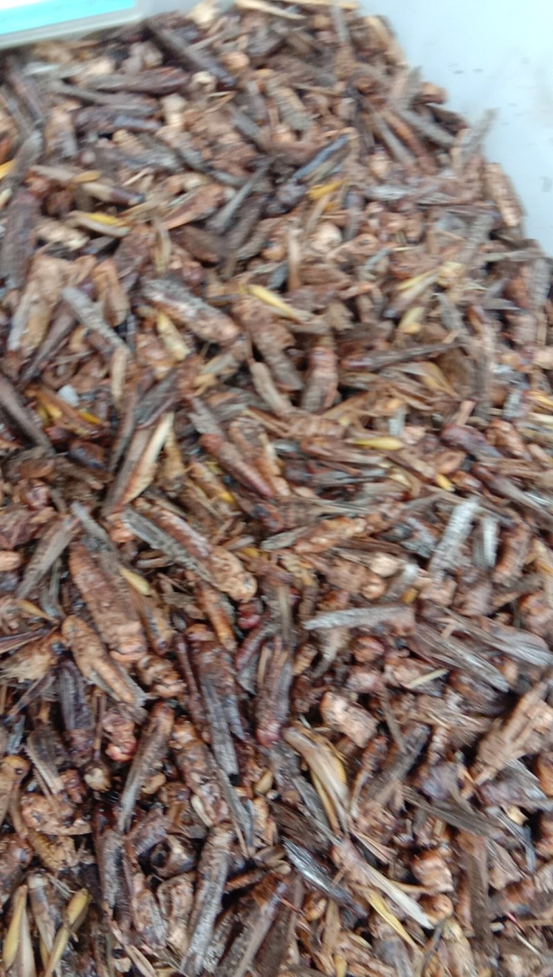 蚂蚱，常年批发供应药食同源蚂蚱中药材，量大从优包邮