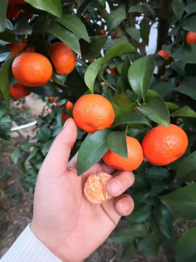 沙糖桔，柑桔，广西沙糖桔，金秋沙糖桔，整车发货