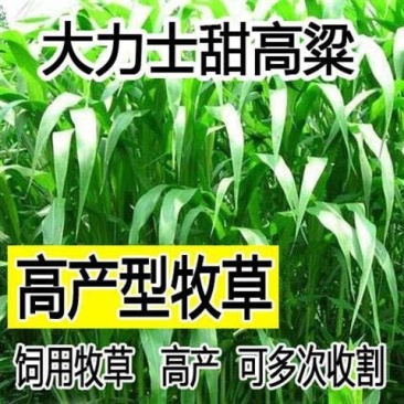 牧草种子南北方型大力士甜高粱饲用甜高粱牛羊鱼草籽进口种子