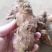 本地土茯苓中货甘甜，胶质高