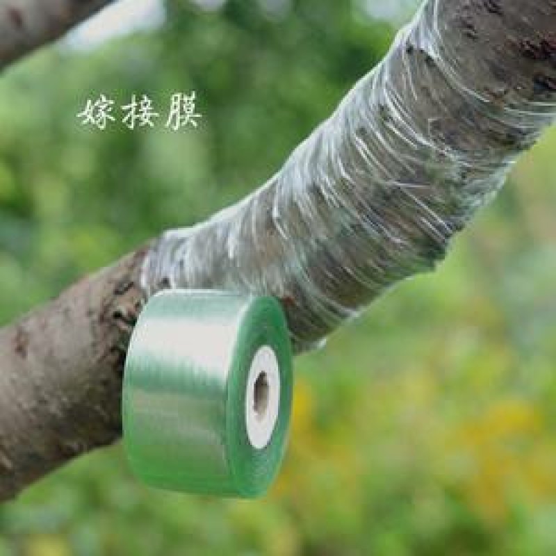 嫁接膜3-5公分，嫁接刀都有红花酢浆草红花草多年生植物
