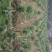 蓝花楹，四川自贡市3—25公分