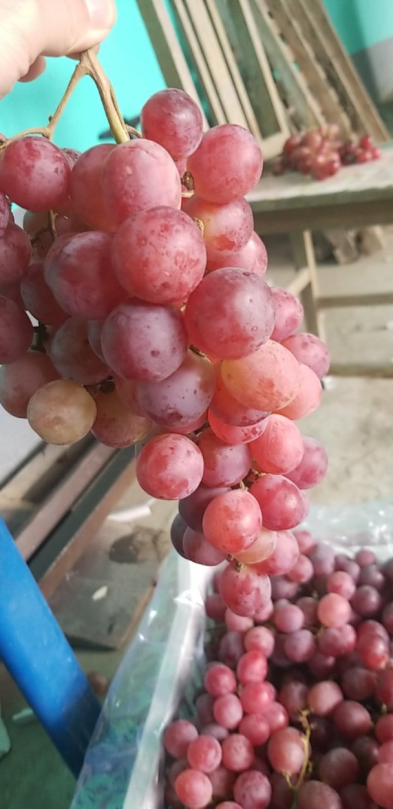 红提葡萄美国红提葡萄提子