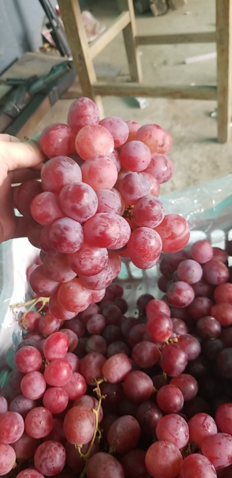 红提葡萄美国红提葡萄提子
