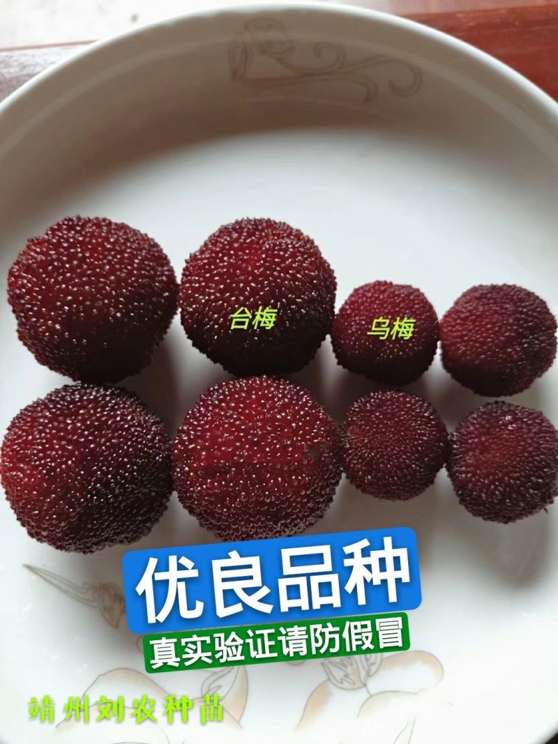 杨梅苗(台梅苗)(黑瑞林)杨梅苗嫁接南方杨梅苗
