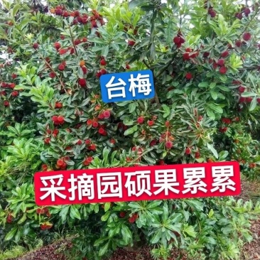 杨梅苗(台梅苗)(黑瑞林)杨梅苗嫁接南方杨梅苗