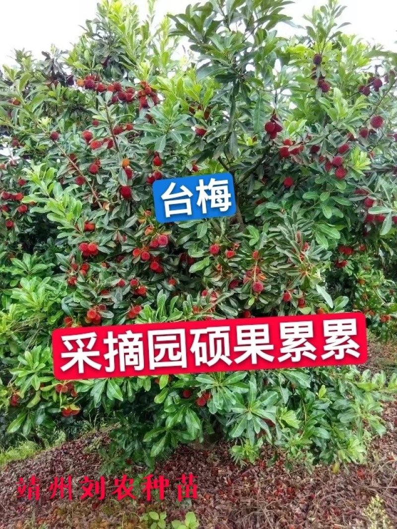 杨梅苗(台梅苗)(黑瑞林)杨梅苗嫁接南方杨梅苗