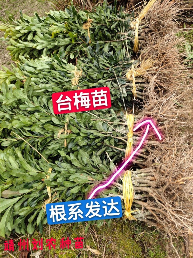 杨梅苗(台梅苗)(黑瑞林)杨梅苗嫁接南方杨梅苗