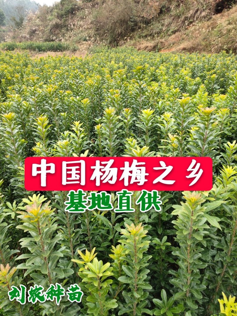 杨梅苗(台梅苗)(黑瑞林)杨梅苗嫁接南方杨梅苗