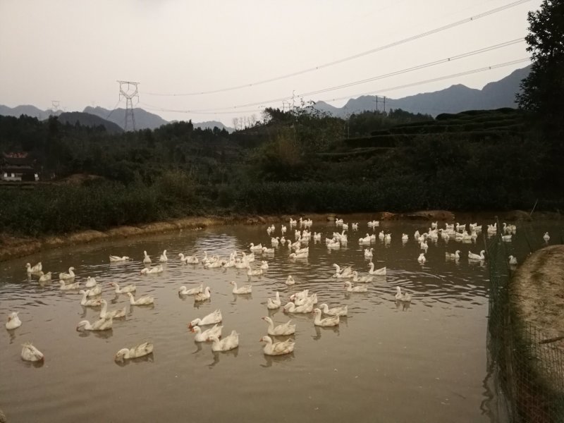 供应白鹅毛手工杀纯鹅毛