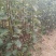苹果苗实生苗，维纳斯，美八，金帅等保证质量，代发全国。