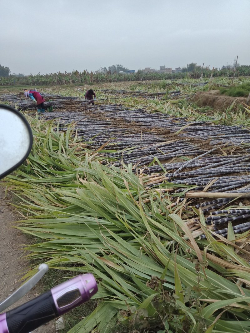 大灰黑皮甘庶大量上市