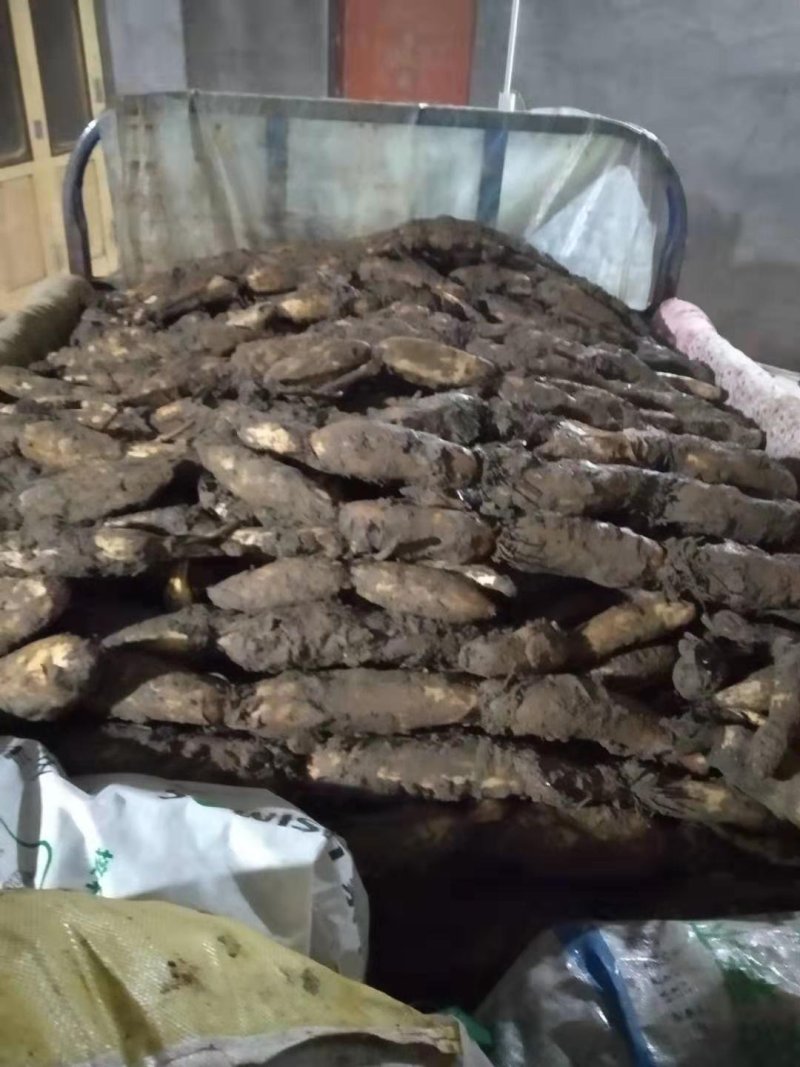白莲藕，质量好，量大需要的联系