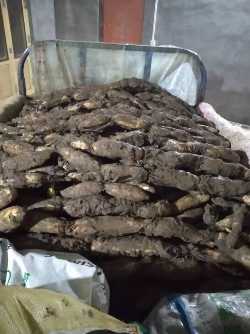 白莲藕，质量好，量大需要的联系