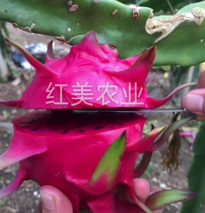 火龙果苗当年结果自花授粉免费提供种植技术包邮发货