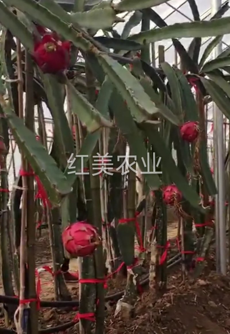 火龙果苗当年结果自花授粉免费提供种植技术包邮发货