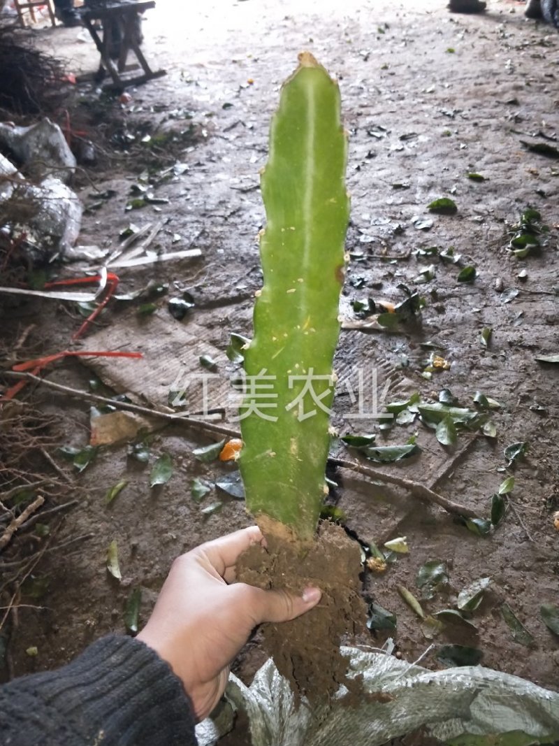 火龙果苗当年结果自花授粉免费提供种植技术包邮发货