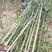 青皮竹刚竹四季常青成活率高，高品质出售，一手货源