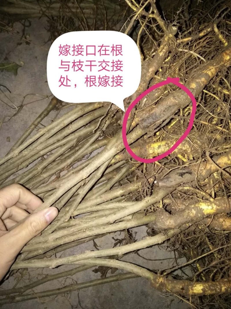 台湾长果桑树苗果桑苗桑椹苗（当年苗，采摘园用，农家乐）