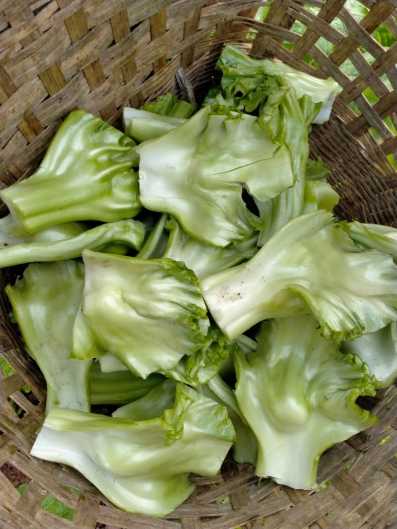 有老板需要泡青菜的赶快联系