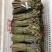 四川高山野菜，蕨菜，大量上市了，
