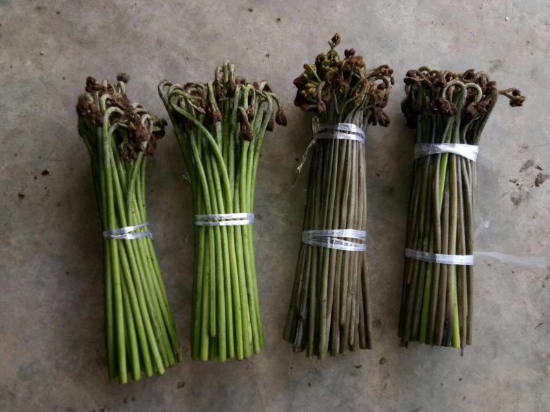 四川高山野菜，蕨菜，大量上市了，