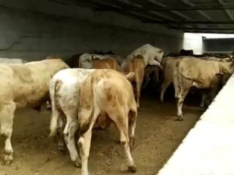 黄牛活牛自由挑选价格便宜三包技术包成活