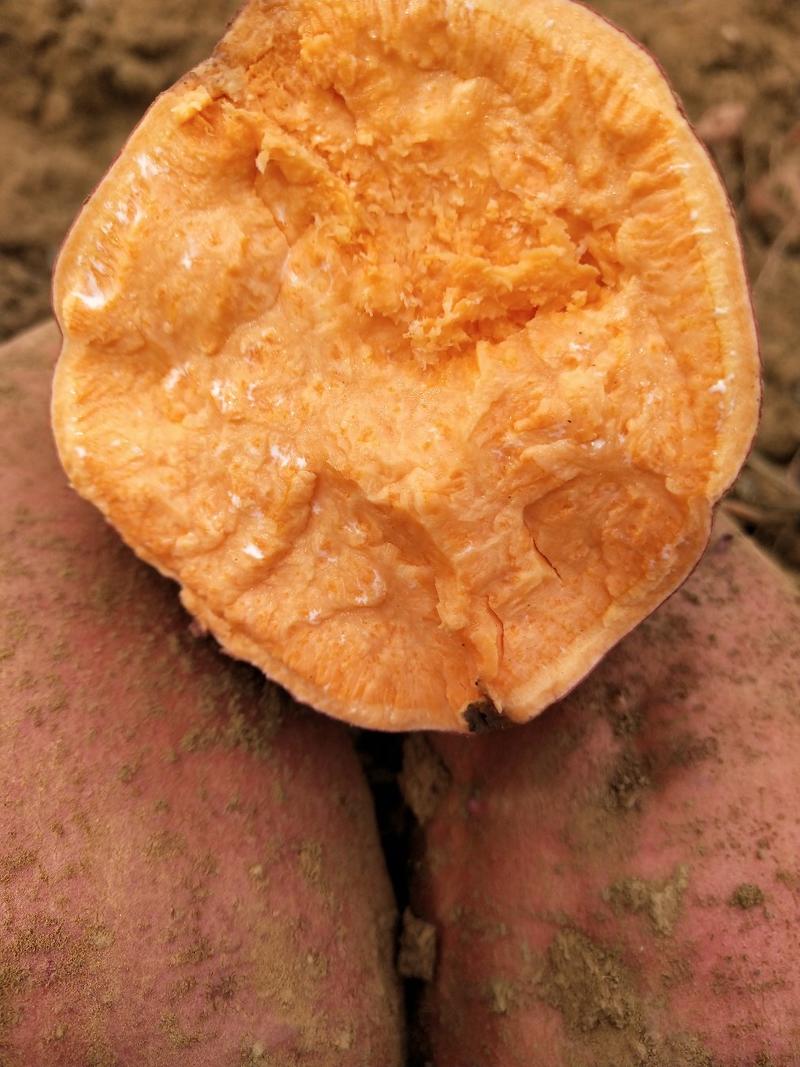 优质原种脱毒西瓜红红薯苗，蜜薯糯甜产量高基地直发量大从优