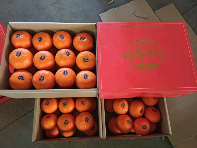 云南高原沃柑当季新鲜沃柑市场电商社区团购一件代发