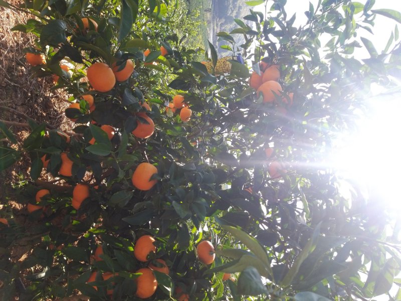 云南高原沃柑当季新鲜沃柑市场电商社区团购一件代发