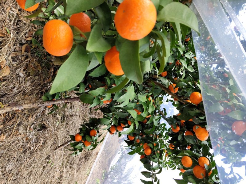 砂糖橘