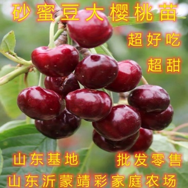 砂密豆大樱桃苗超大超甜好吃大樱桃树苗南北方种植樱桃苗
