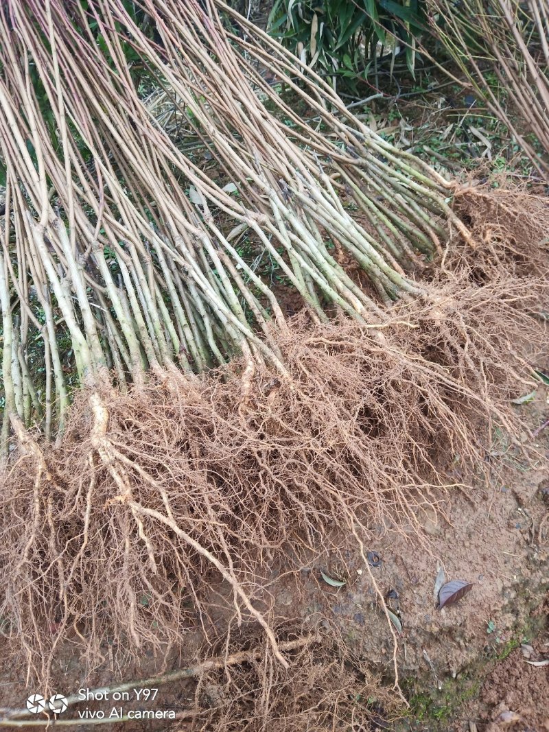 蜂糖李子苗，大型苗木基地，薄利多销