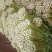 安徽芹菜大量上市了品种多西芹玻璃脆香芹可供选择产地可发货