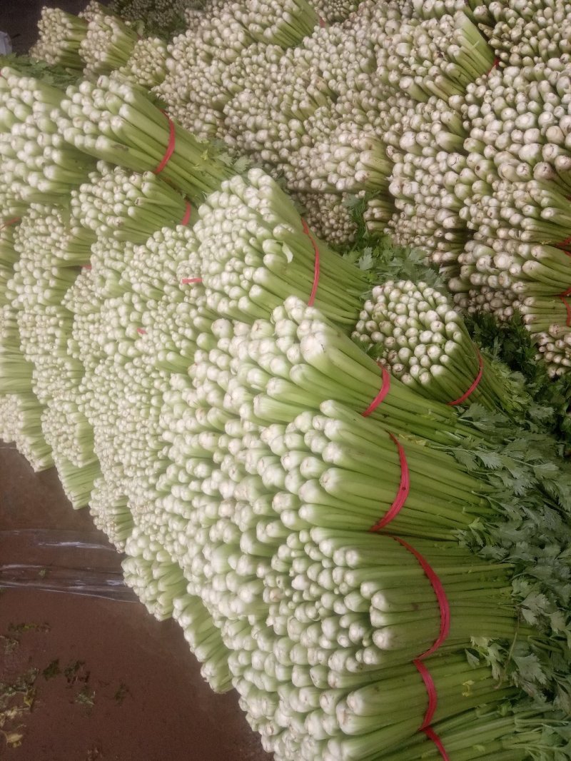 安徽芹菜大量上市了品种多西芹玻璃脆香芹可供选择产地可发货