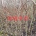 蜂糖李子苗，大型苗木基地，薄利多销