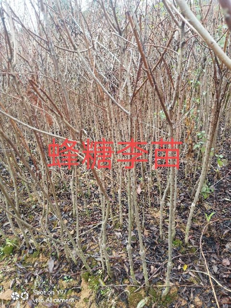 蜂糖李子苗，大型苗木基地，薄利多销