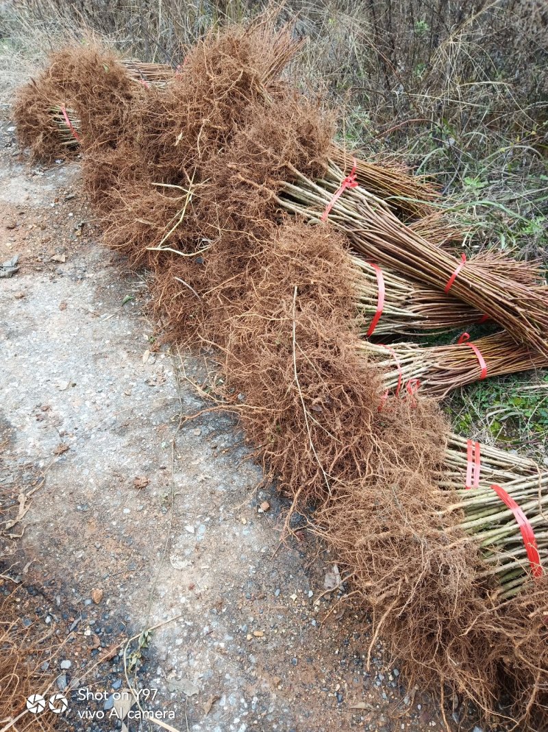 蜂糖李子苗，大型苗木基地，薄利多销