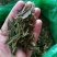 代销各种龙井茶，厂家直接发货，保证出厂价销售，诚信为本。
