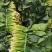 菠菜黑菠菜黄菠菜品种齐全量大从优